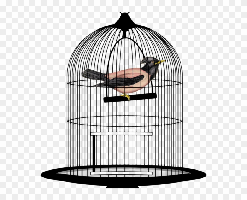 Bird Cage Png Transparent Image - Bird In Cage Png Clipart #75097