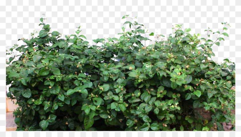 Jasmine Leaf Png Clipart #75171