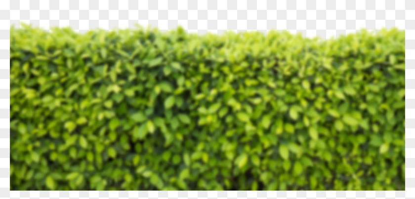 Back-bg - Hedge Clipart