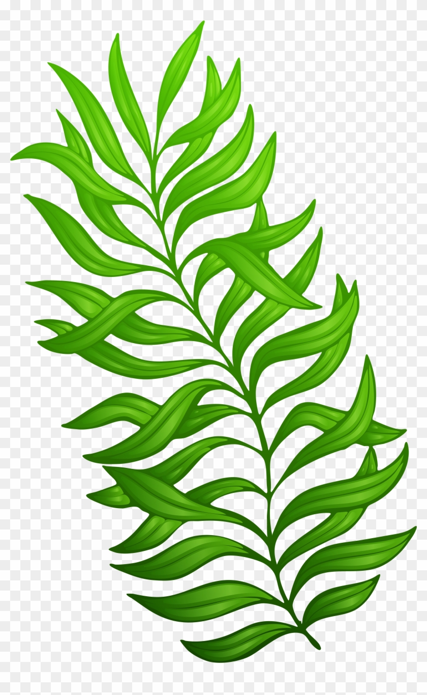 Exotic Green Plant Png Clipart Imageu200b Gallery Yopriceville - Plant Clip Art Png Transparent Png #75423