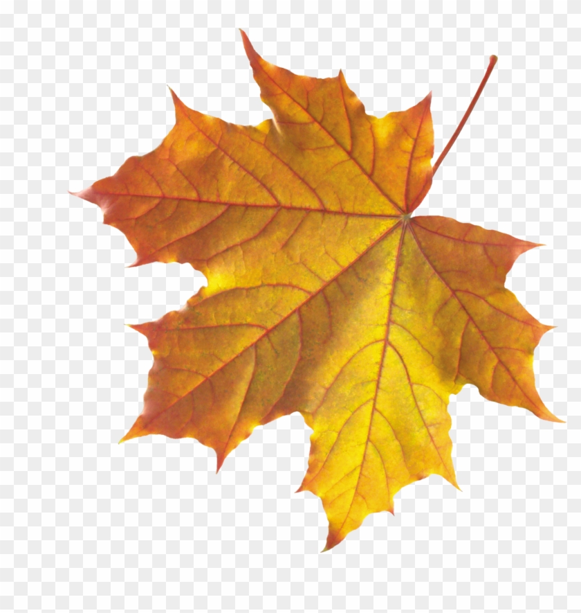 Yellow Autumn Leaves - Autumn Leaf Png Clipart #75475