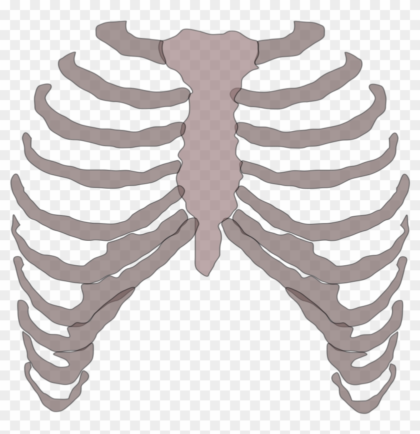 Rib Cage Png - Rib Cage Transparent Clipart