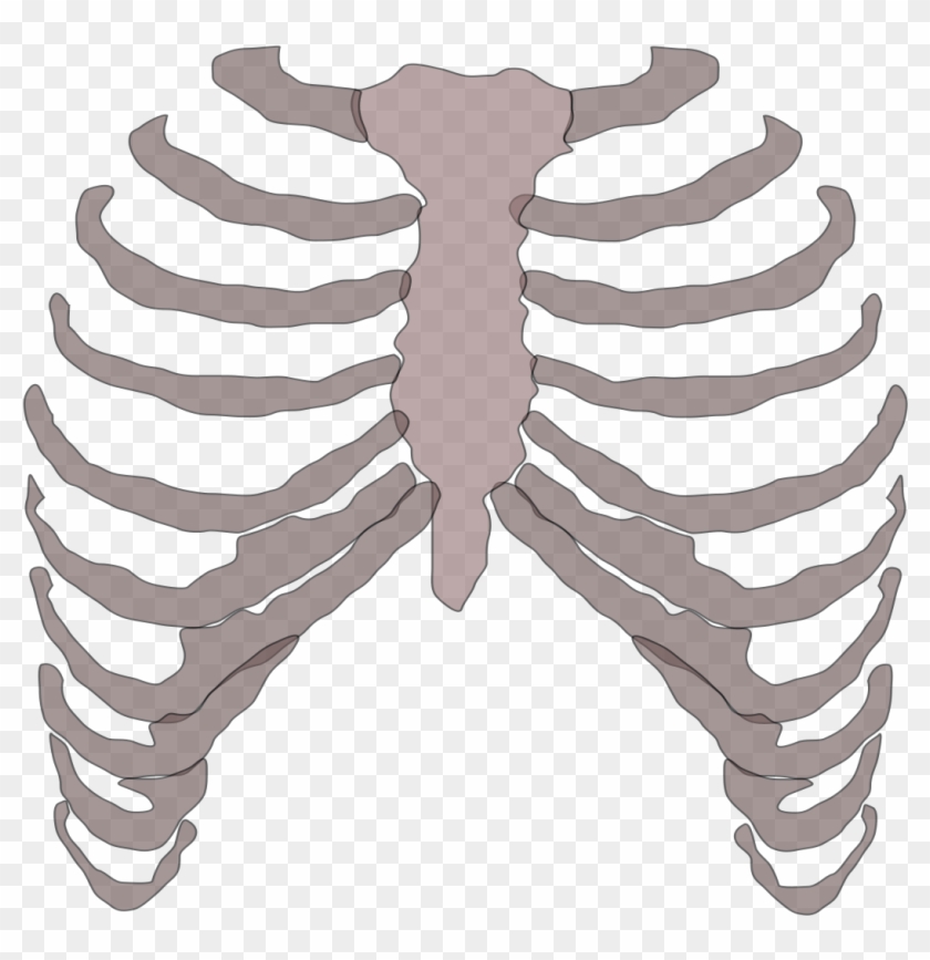 Rib Cage Png - Rib Cage Transparent Clipart #75517