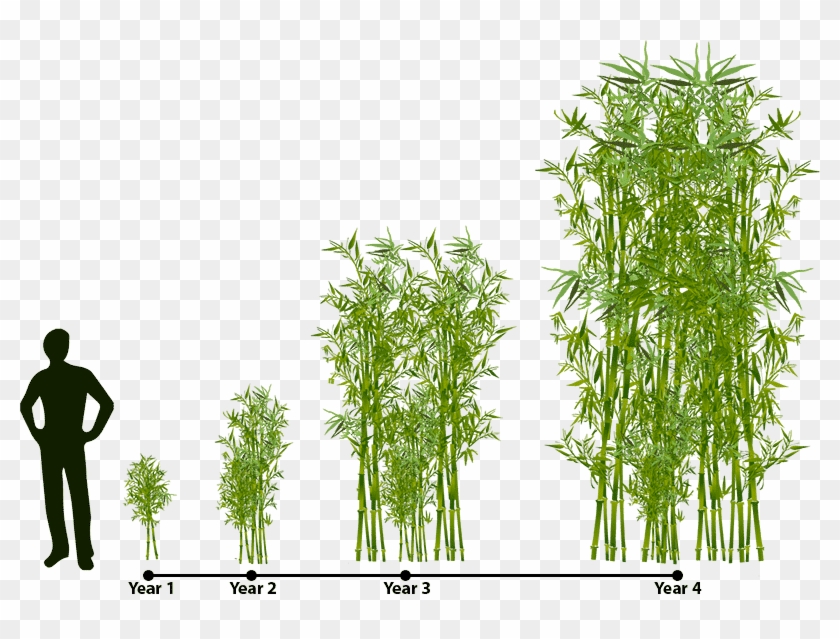 Bamboo Multiplication Chart - Gracilis Bamboo Growth Clipart #75565