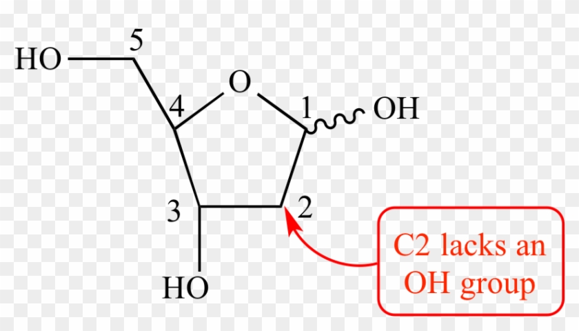 Monosaccharide, Rna, Furanose, Α, Β, Wavy Line - Furanose Rna Clipart #75975