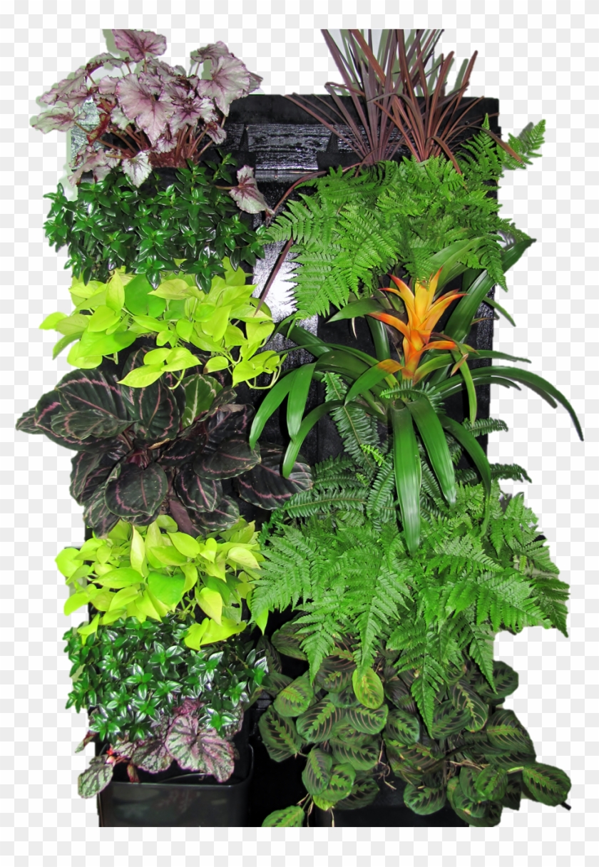 Kits Wrapped Clipart