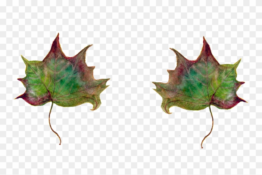 Leaf,maple Leaves,green Leaf,autumn Leaf,watercolor,dead - Folhas Secas Em Png Clipart #76067