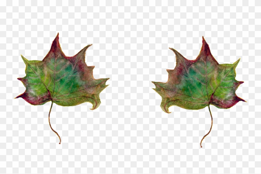 Leaf,maple Leaves,green Leaf,autumn Leaf,watercolor,dead - Folhas Secas Em Png Clipart