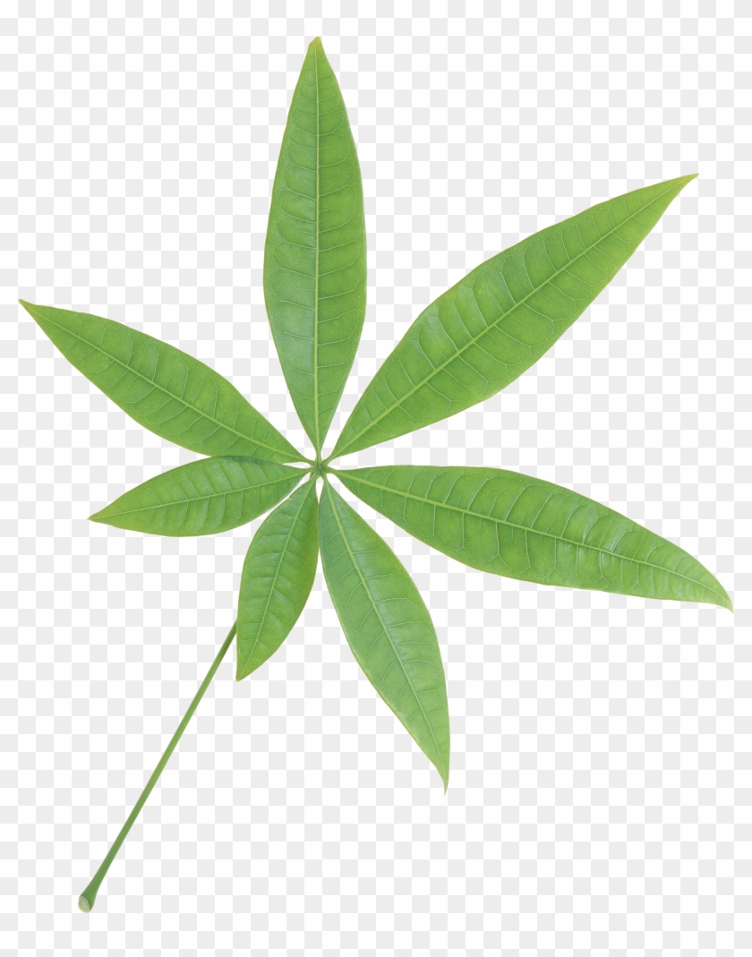Green Leaf Png - Green Leaf Clipart #76157