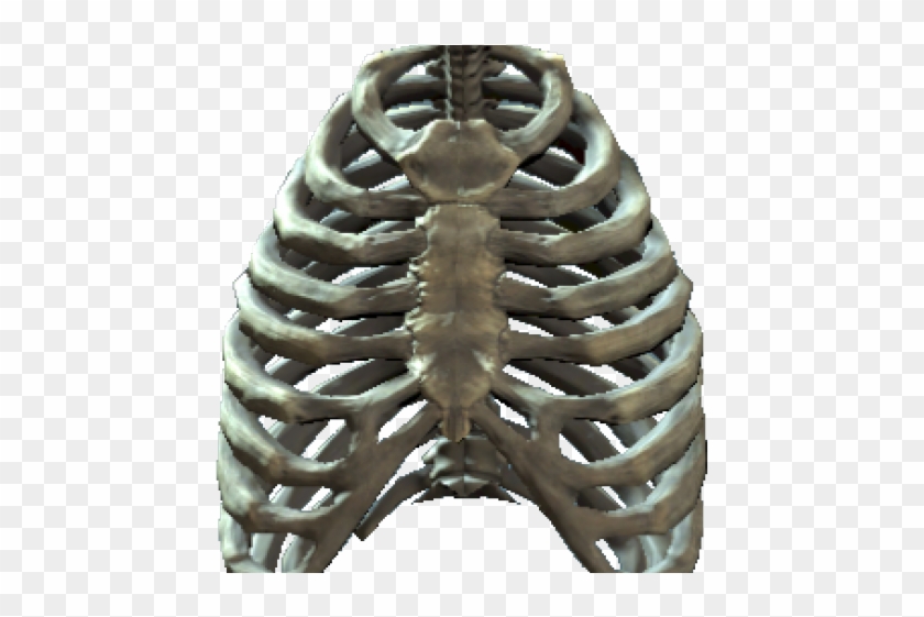 Rib Cage Clipart #76344