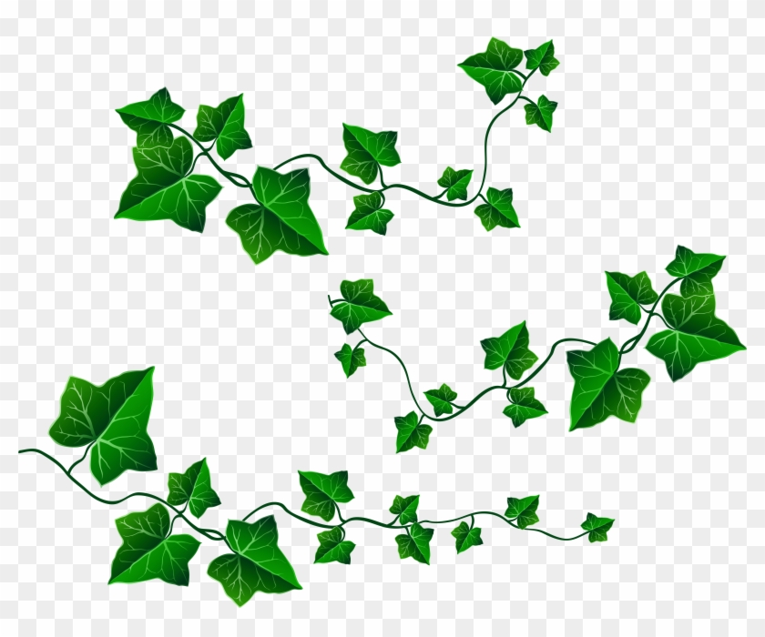 Clip Art Vine Leaves - Png Download #76779
