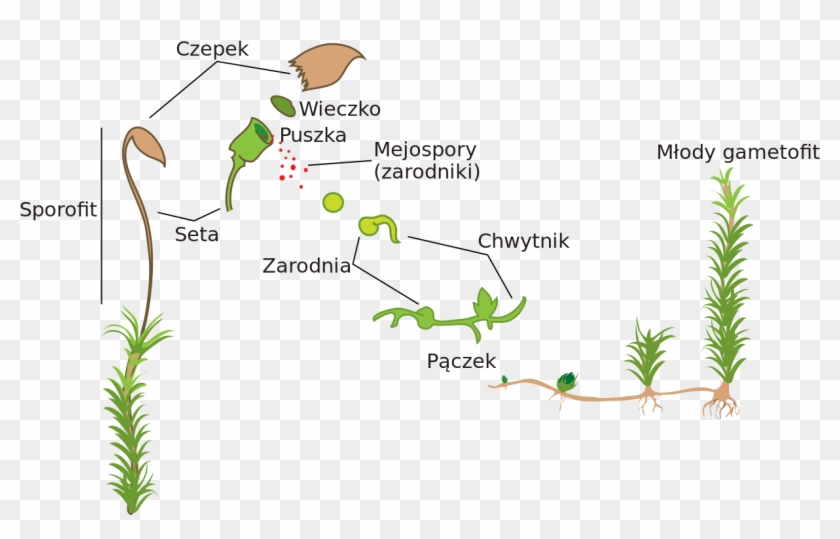 Moss Life Cycle Diagram , Png Download - Diagram Of A Moss Clipart #76982