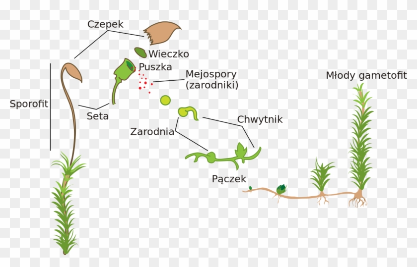 Moss Life Cycle Diagram , Png Download - Diagram Of A Moss Clipart