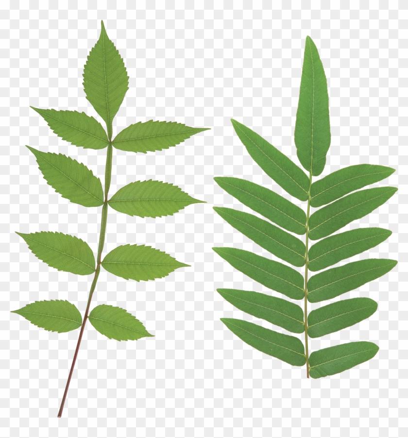 Green Leaf Png - Leaf Leaves Png Clipart #77188