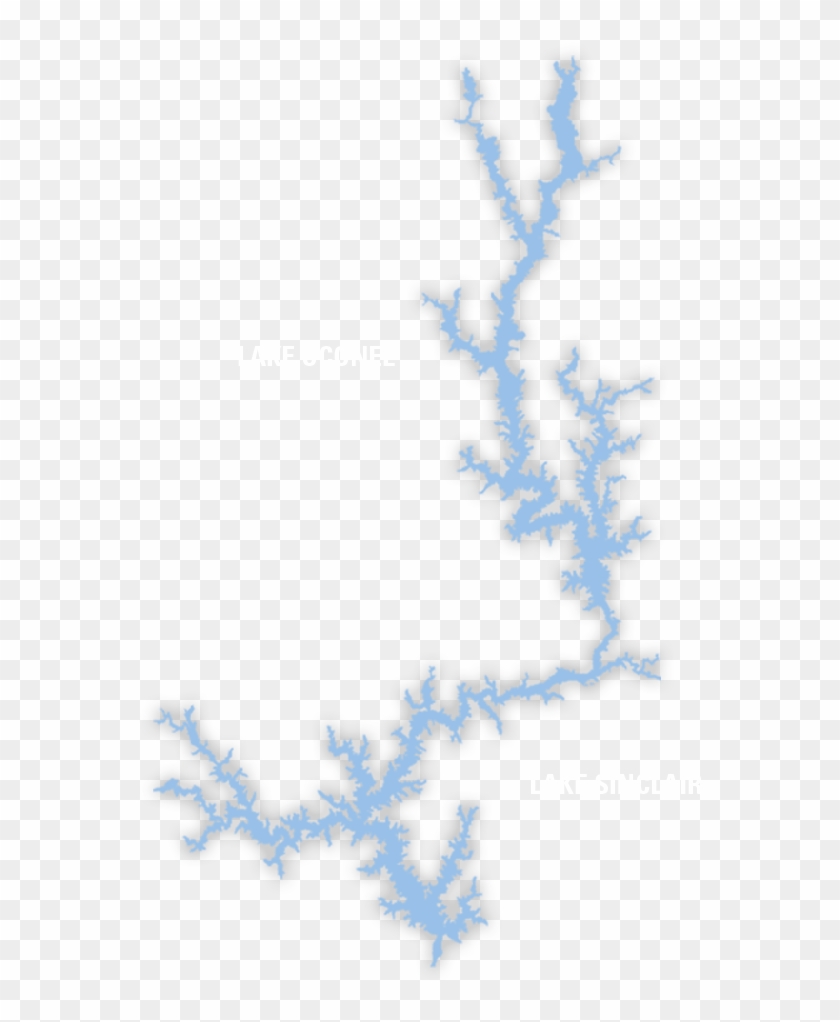 Information - Pine Clipart #77757