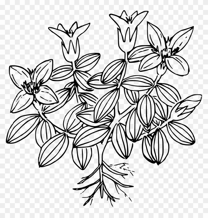 Moss Clipart Moss Plant - Arctic Moss Coloring Page - Png Download #78006