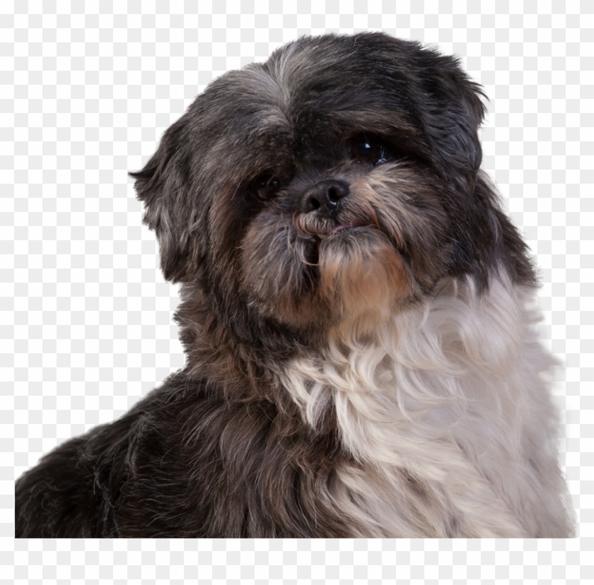 Winston - Shih-poo Clipart #78828