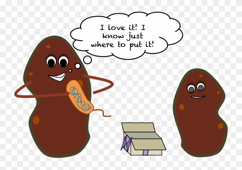 Sweetpotatocartoon - Gmo Potatoes Clipart #701170