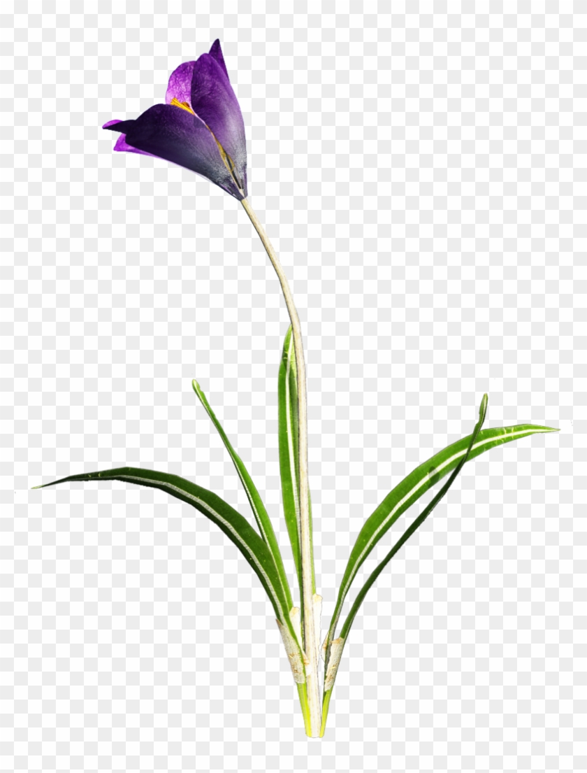 Flower Stem Png Clipart #702983