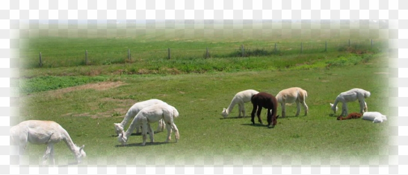 Grazing Clipart