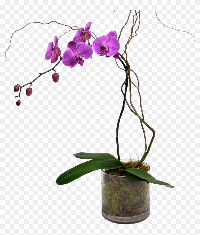 Elegant Single Stem Orchid - Stem Of An Orchid Clipart