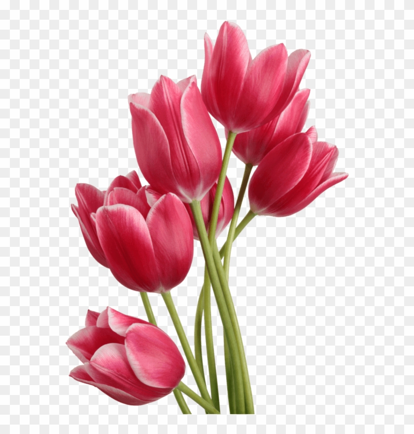 Png Single Flower - Tulip Png Clipart #703567