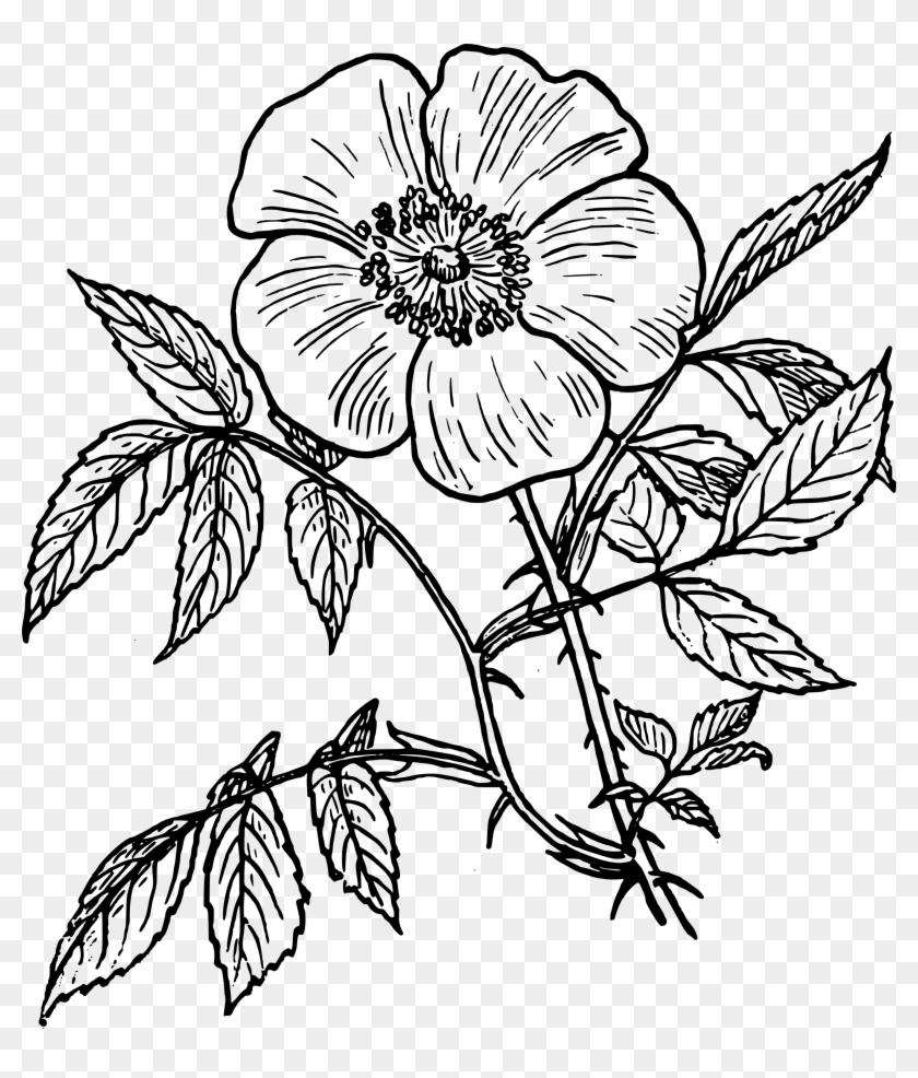 2555 X 2880 10 - Line Art Drawings Flowers Clipart