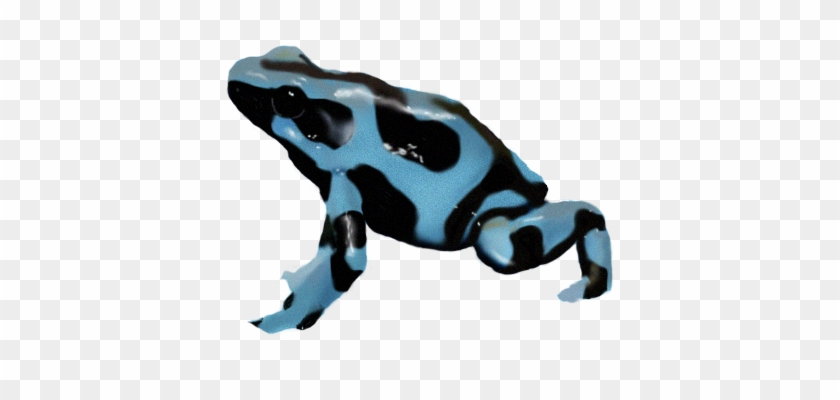 Poison Dart Frog Png Transparent Picture - Poison Dart Frog Png Clipart