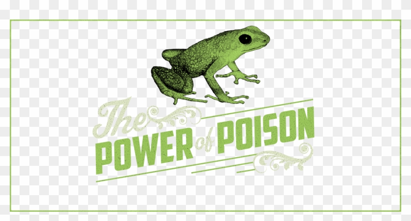 Download High Resolution File - True Frog Clipart #704996