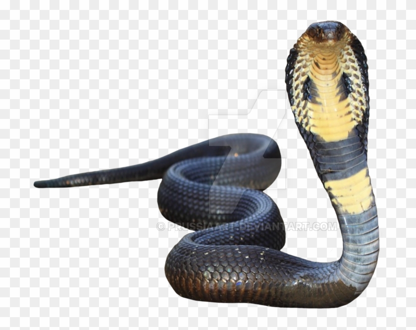 Cobra Png Photo - King Cobra No Background Clipart #706529