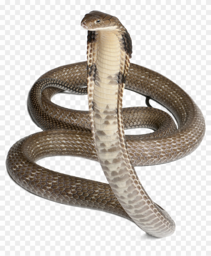 Cobra Snake Png Pic - 4 Pics 1 Word 1377 Clipart