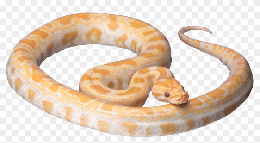 Orange Snake - Snake Transparent Clipart #707009
