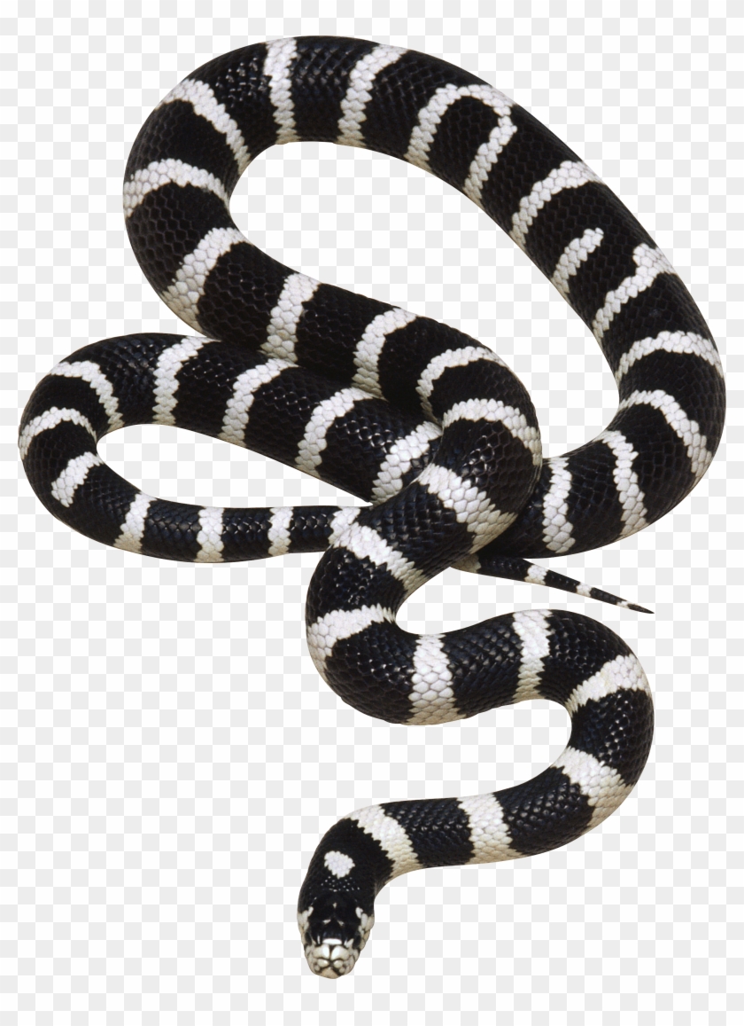 Cobra Snake Png Black And White - Black Snake Png Clipart