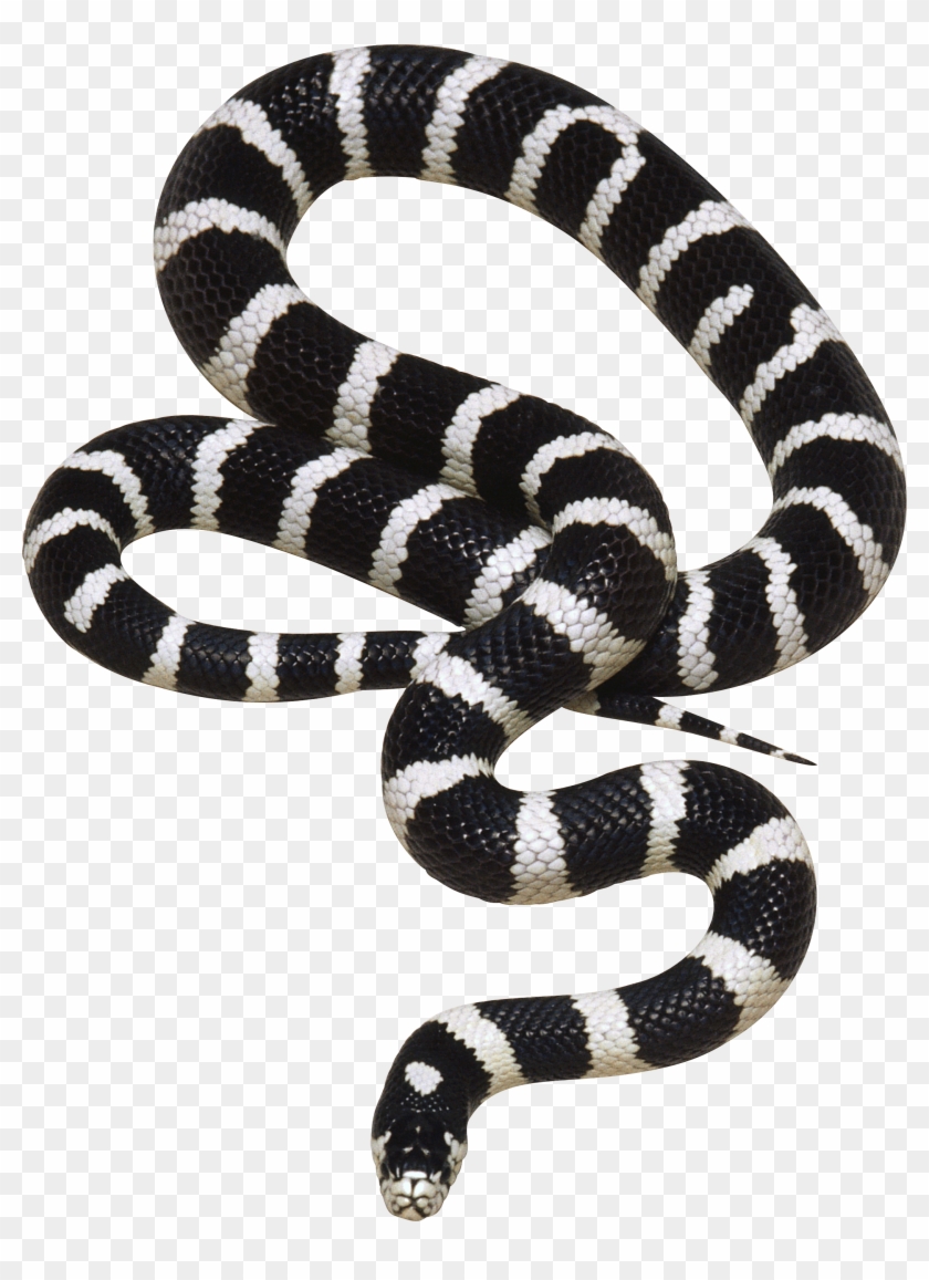 Cobra Snake Png Black And White - Black Snake Png Clipart #707811