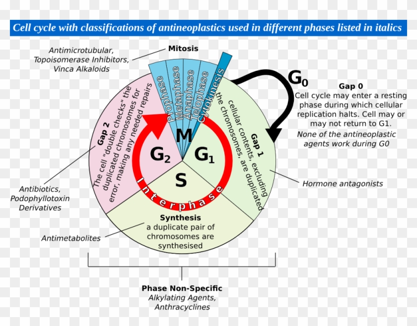 File - Cellcycle - Circle Clipart