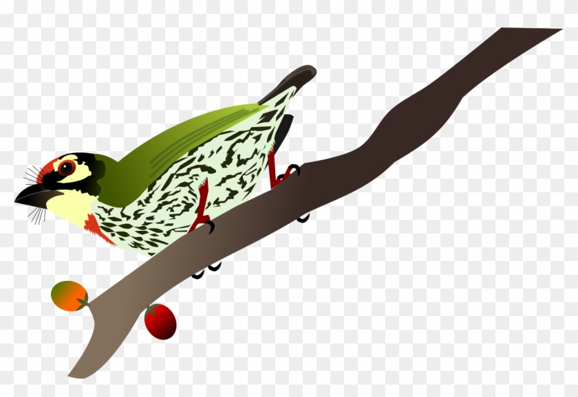 Coppersmith Barbet Clipart #708150