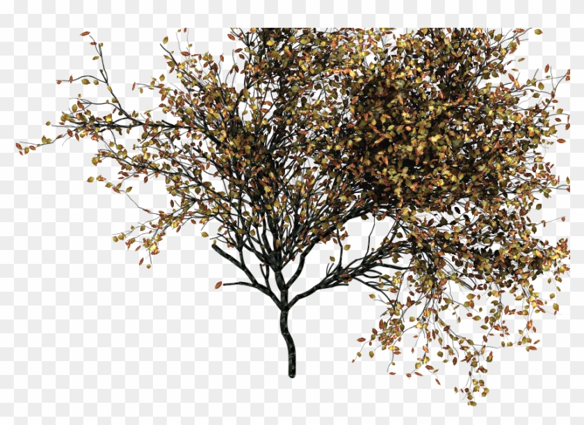 This Is Not Going To Be Useful For The Tree Modeling - Photoshop Autumn Tree Png Clipart