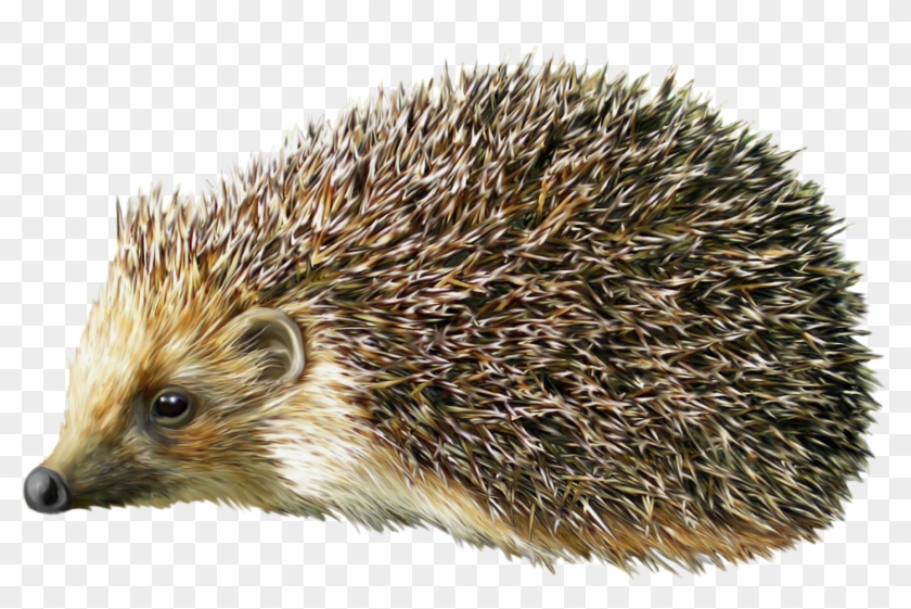 Hedgehog Png Clipart - Png Hedgehog Transparent Png