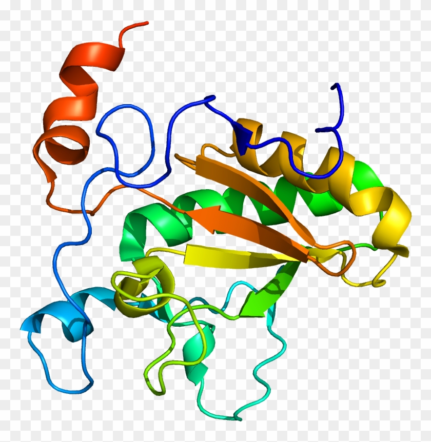 Desert Hedgehog - Sonic Hedgehog Protein Clipart