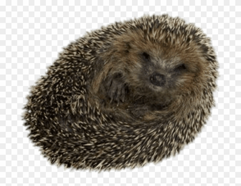 Free Png Download Hedgehog Rolled Up Png Images Background - Hedgehog Spiky Clipart