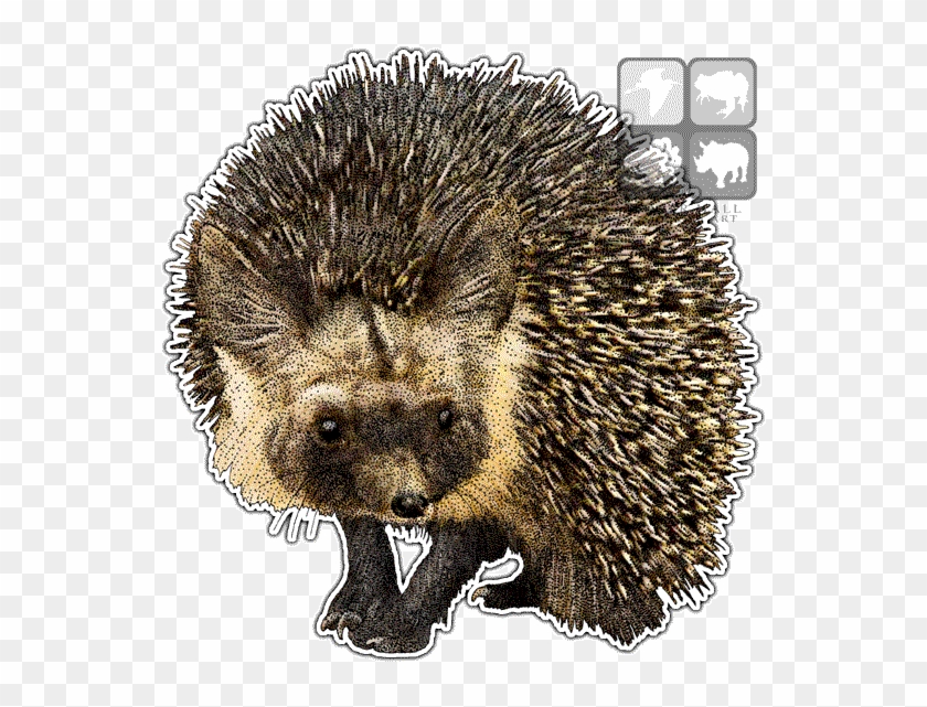 Punxsutawney Phil Clipart #711373