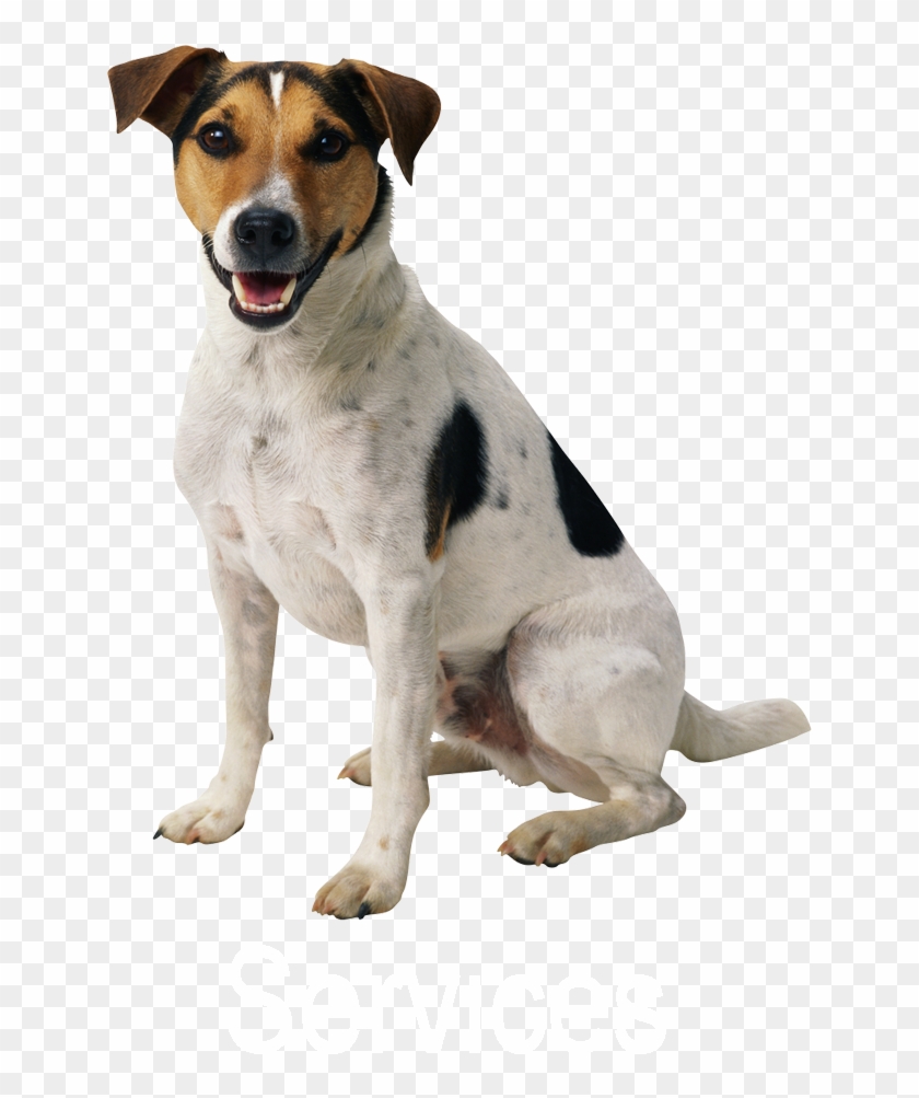 Dog In Sri Lanka Clipart