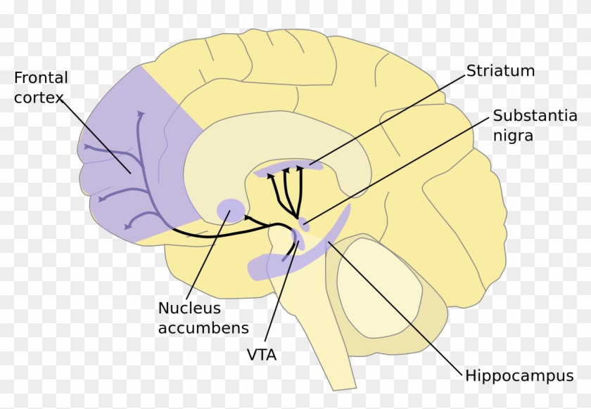 Gehirn Nucleus Accumbens Clipart
