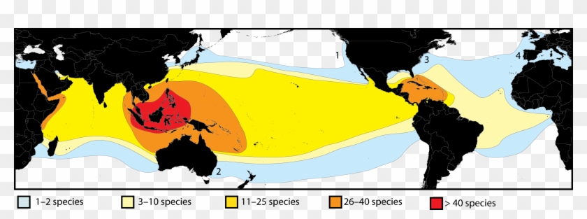 Species Diversity Biogeography - Cnidaria Global Distribution Clipart #713692
