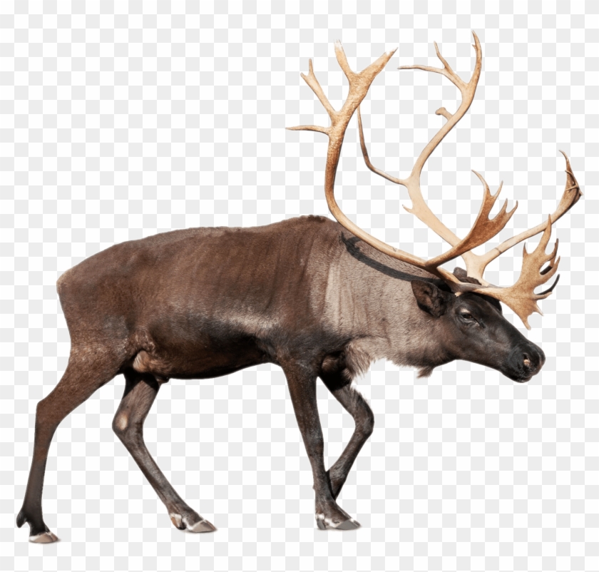 Large Reindeer - Arctic Animal Word Wall Clipart #717387