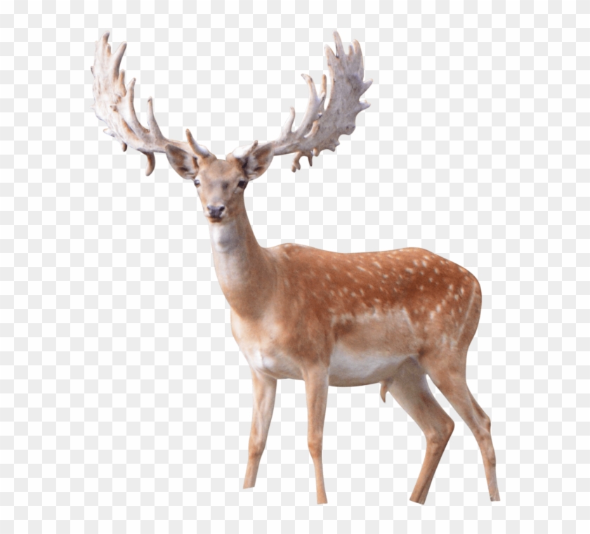Best Elk Png - Antler Clipart #717441