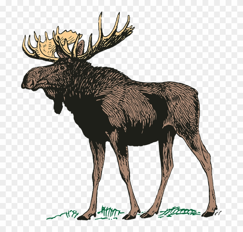 Canadian Moose Png Clipart #717616