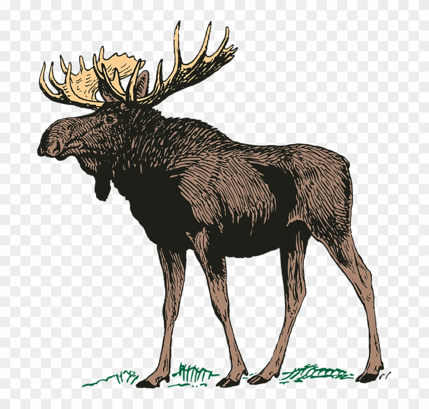 Canadian Moose Png Clipart