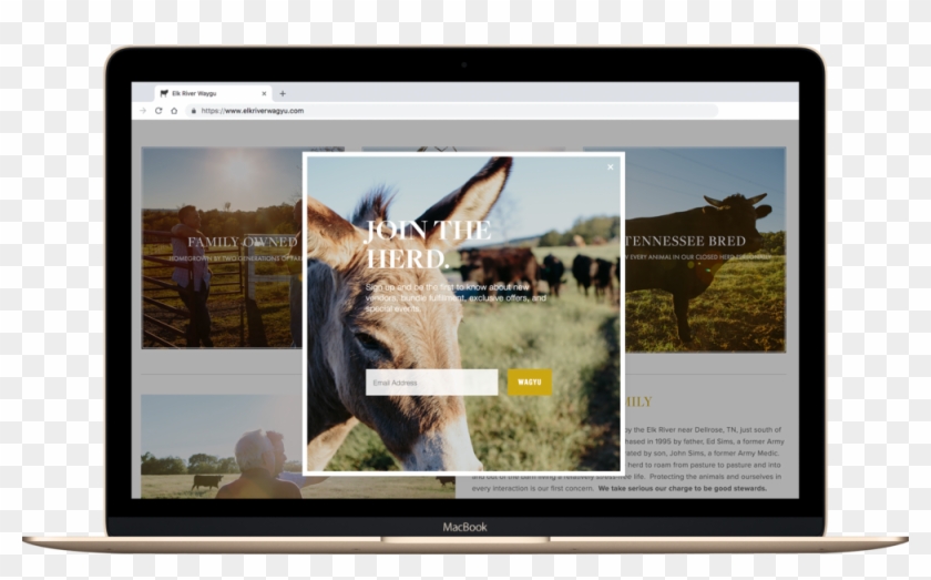 Erw Case Study - Stallion Clipart #718693