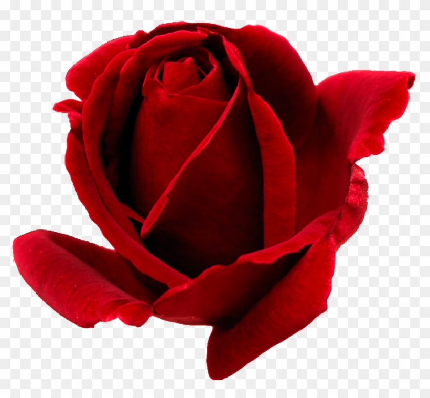 Rosa Png - Red Rose Bud Png Clipart #719384